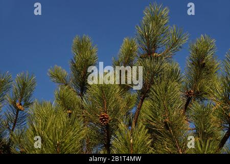 Pinus nigra, austrian pine or black pine is a species of pine found in southern Mediterranean Europe from `Spain to the eastern Mediterranean. A tree Stock Photo